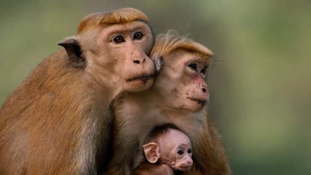 Nature documentary 'Monkey Kingdom,' narrated by Tina Fey, follows a young monkey mother trying to raise her new baby in the the southern Asia jungle. (WALT DISNEY PICTURES)