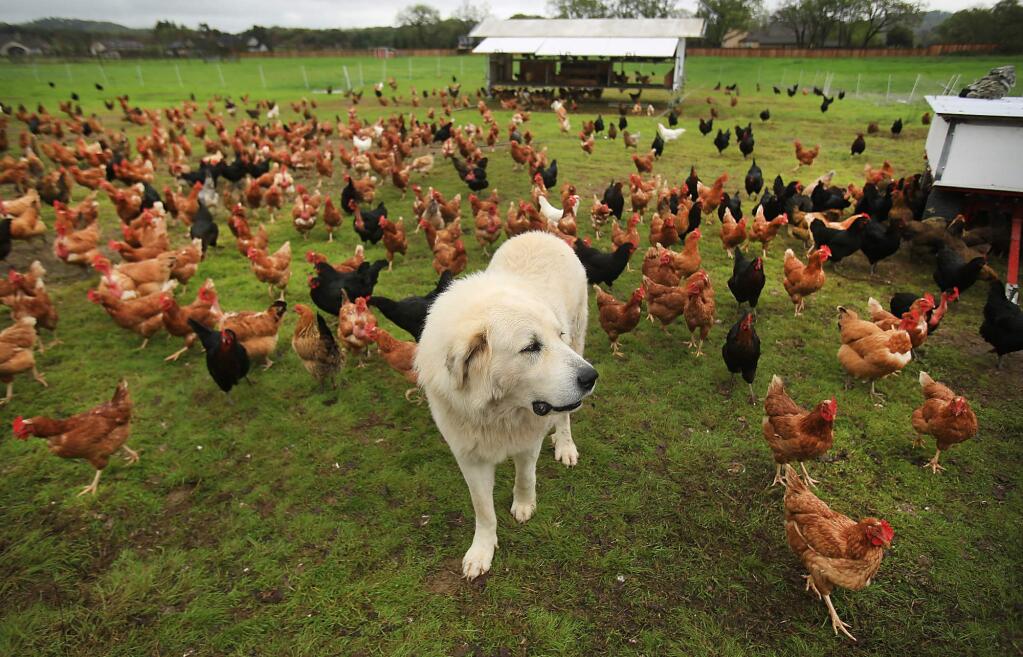 Wise Acre Farm Great Pyrenees Buddy, watches over the flock off Arata Lane in Windsor, Friday March 3, 2016. The egg stand is the vicinity of acreage carved out of future development plans two decades ago by Windsor voters in their approval of an urban growth boundary around the town. (Kent Porter / Press Democrat) 2016