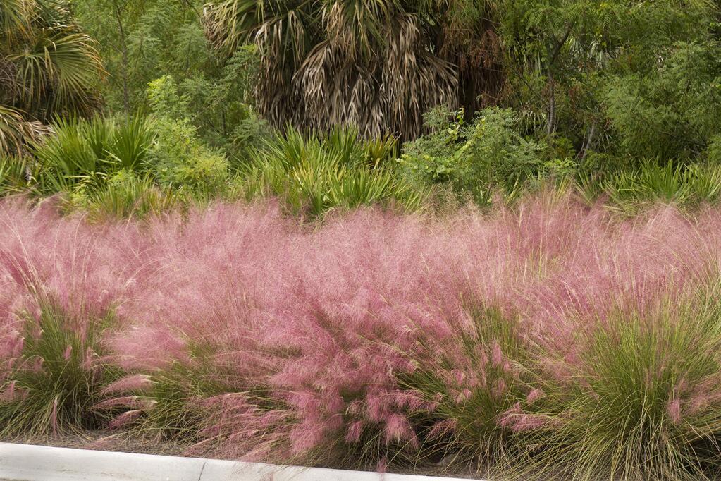 Grass; Gulf muhlygrass; hairawn muhly; mist grass; MONROVIA PURCHASE; Muhlenbergia; muhlygrass; pink muhlygrass