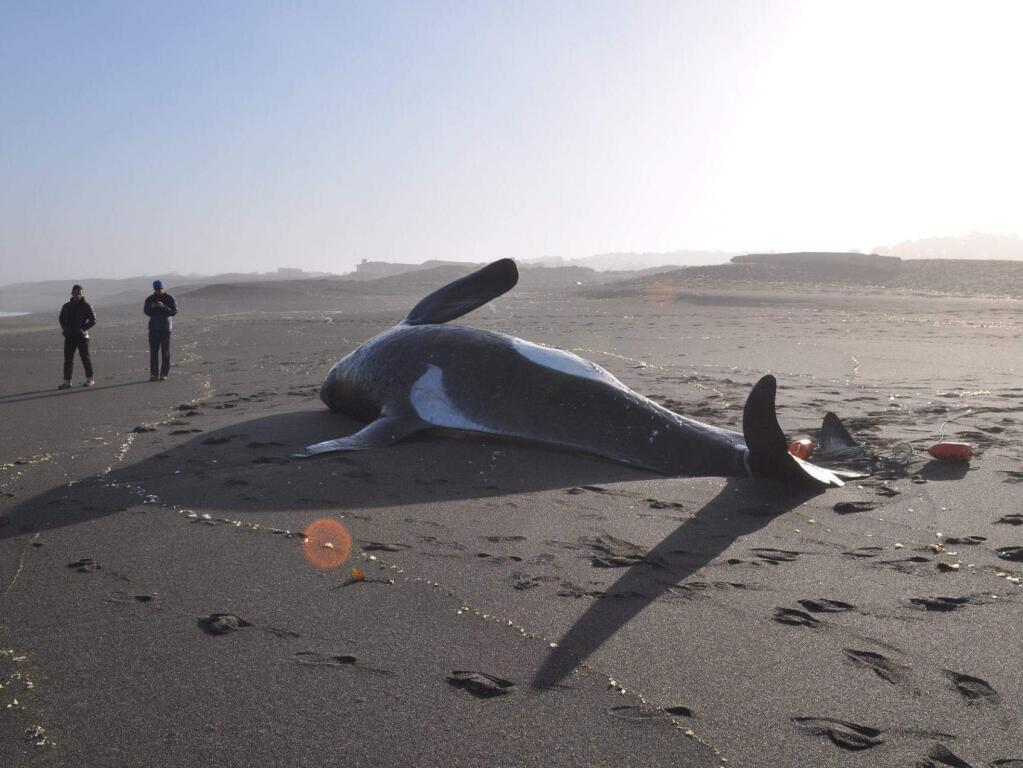 A whale washed up on the beach at MacKerricher State Park on Saturday, April 18, 2015. (WWW.FACEBOOK.COM/NAKEDWHALERESEARCH)