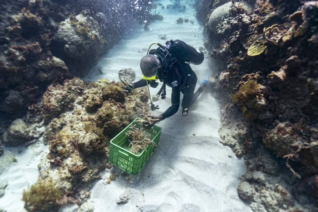 Diver Everton Simpson grabs a handful of staghorn, harvested from a coral nursery, to be planted inside the the White River Fish Sanctuary Tuesday, Feb. 12, 2019, in Ocho Rios, Jamaica. When each stub grows to about the size of a human hand, Simpson collects them in his crate to individually 'transplant' onto a reef, a process akin to planting each blade of grass in a lawn separately. Even fast-growing coral species add just a few inches a year. And it's not possible to simply scatter seeds. (AP Photo/David J. Phillip)