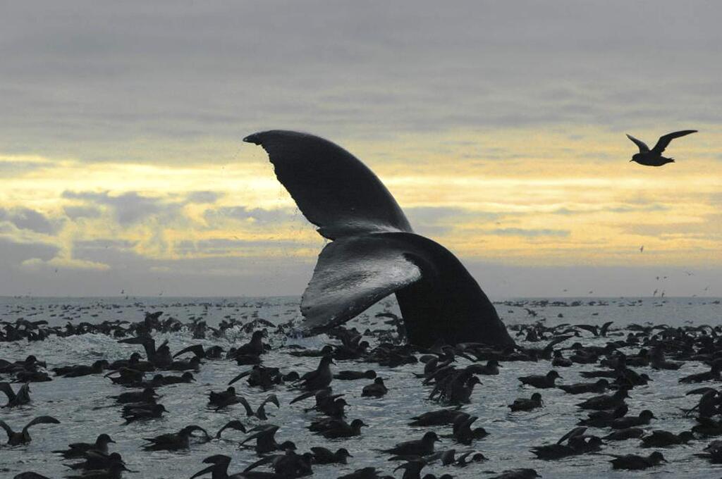 This Sept. 7, 2005 photo released by National Oceanic and Atmospheric Administration shows a humpback whale diving among an aggregation of short-tailed shearwaters. (Brenda Rone/National Oceanic and Atmospheric Administration via AP)