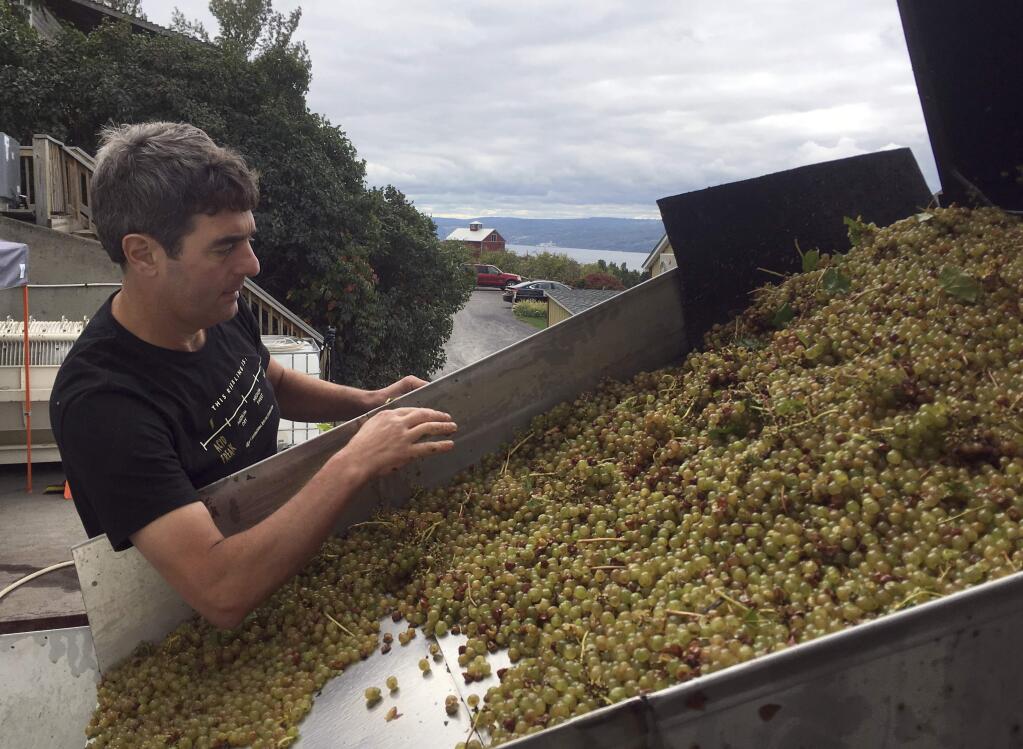In this Sept. 28, 2017 photo, Atwater Estate Vineyards winemaker Vinny Alperti inspects freshly picked grapes that will be used to make orange, or skin-fermented wine in Burdett, N.Y. Lighter than reds and earthier than whites, orange wines have caught on in recent years among connoisseurs who like the depth of flavors. (AP Photo/Michael Hill)