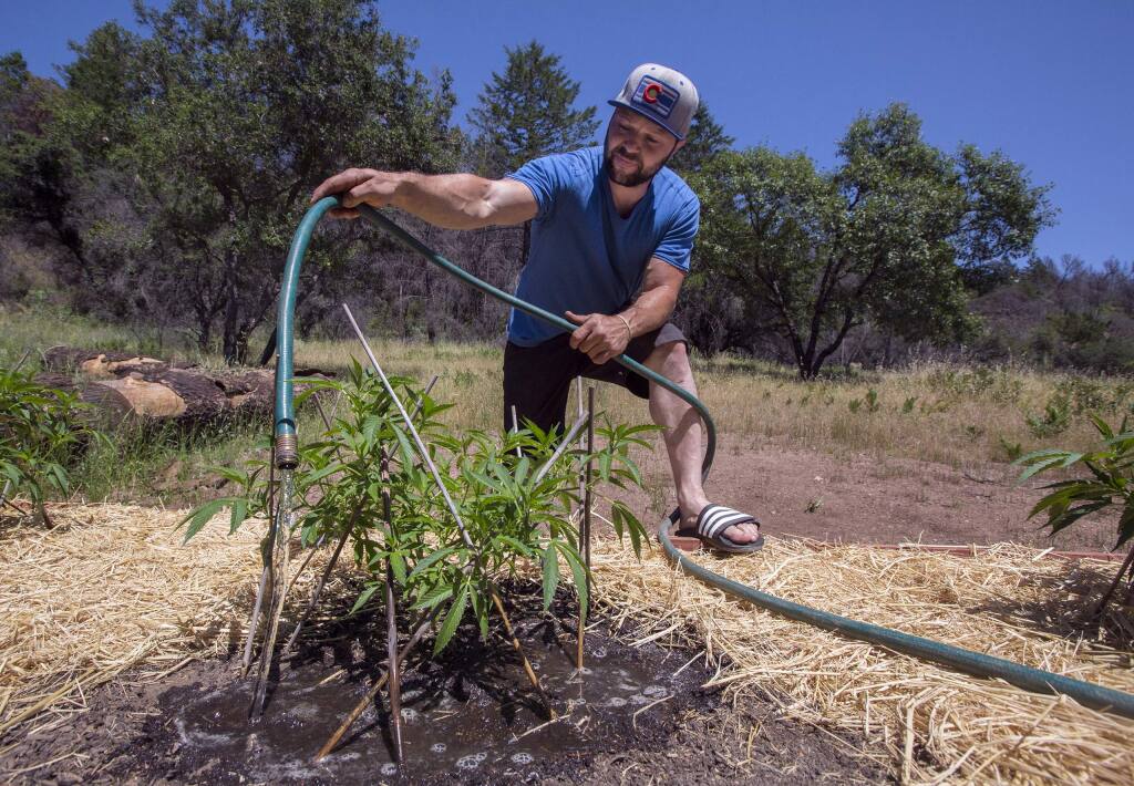 Doug Gardner tends to his cannabis plants. (Photo by Robbi Pengelly/Index-Tribune)