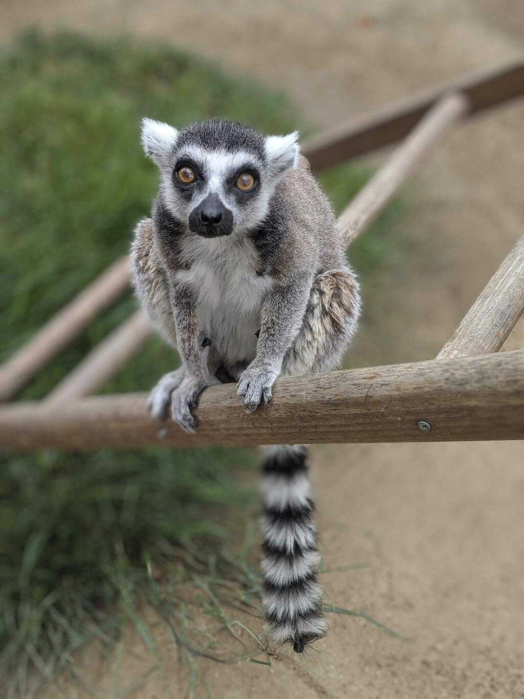 This undated photo provided by the Santa Ana Zoo shows a ring-tailed lemur at the Santa Ana Zoo in Santa Ana, Calif. The U.S. Attorney's Office says 19-year-old Aquinas Kasbar of Newport Beach agreed to plead guilty to one misdemeanor count of unlawfully taking an endangered species. (Santa Ana Zoo via AP)