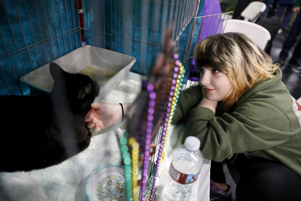 Andrea Hansen of Santa Rosa pets her cat Boo during the cat show at the Grace Pavilion at the Sonoma County Fairgrounds in Santa Rosa, on Sunday, February 19, 2017. (BETH SCHLANKER/ The Press Democrat)