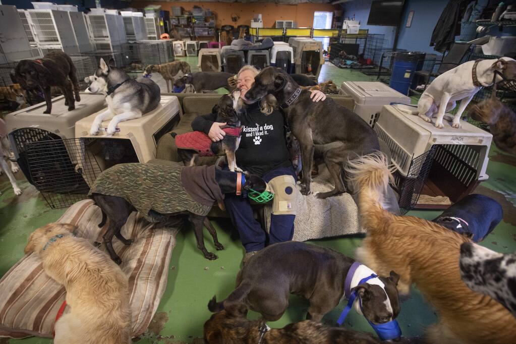 Green Dog Rescue Project executive director Colleen Combs greets about 100 rescue and daycare dogs in their free range dog care business in Windsor. The group will travel to Japan next week to teach how to do away with kennels by listening to the dogs. (photo by John Burgess/The Press Democrat)