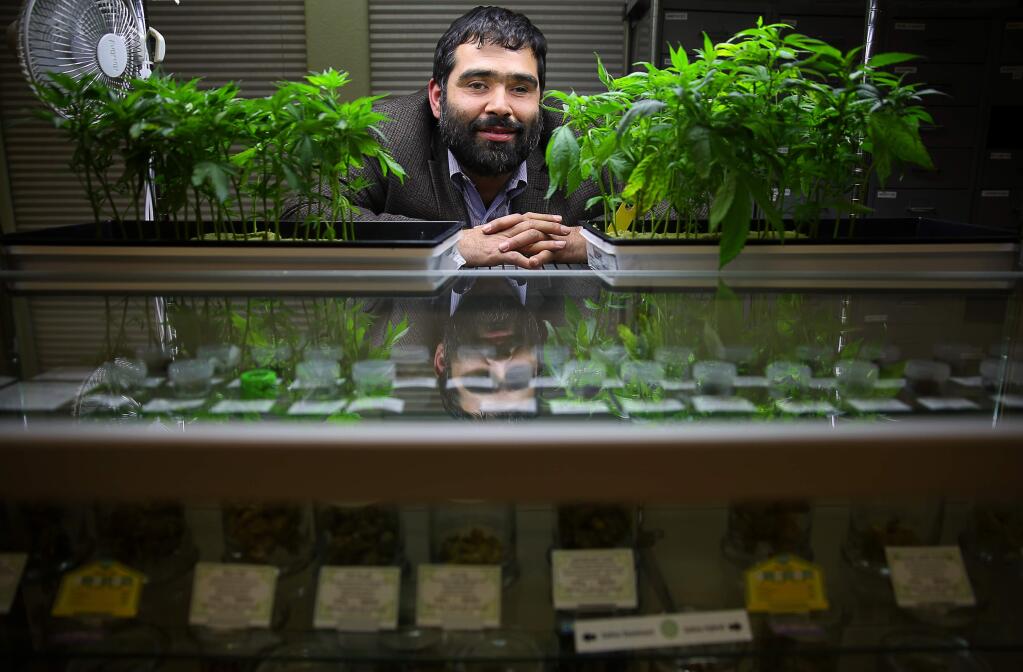 Sebastopol councilman Robert Jacob, also executive director of Peace in Medicine, is asking the city council to approve a resolution urging the Sonoma County Board of Supervisors and city councils around the county to adopt medical cannibis regulations, especially for cultivation, to protect the local industry.(Christopher Chung/ The Press Democrat)