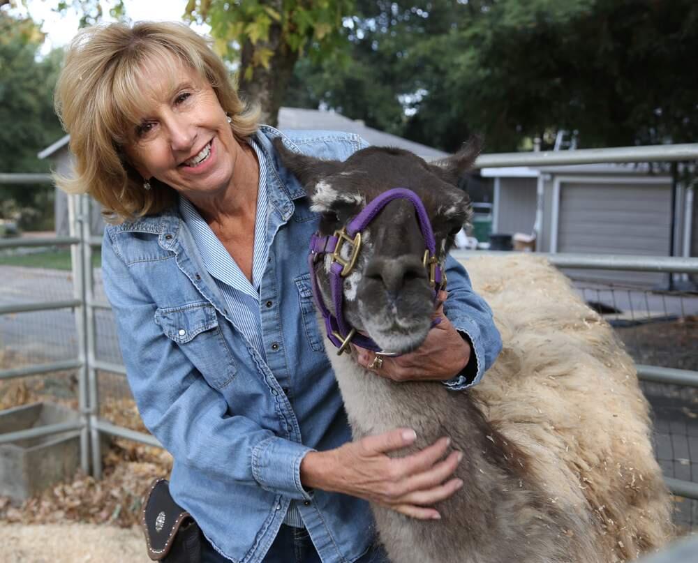 Nancy Tallent with her lucky llama, which survived the October firestorm that scorched SDC.