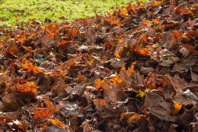 The future of Sonoma leaf tidying could be decided by fewer than 40 votes.