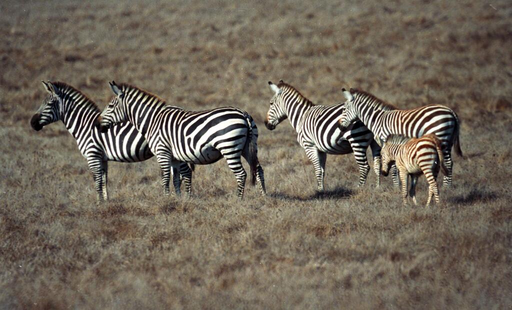 FILE -In this Oct. 16, 1996 file photo, Zebras graze on Hearst Ranch property near San Simeon, Calif. A zebra from the herd that roams the ranch around Hearst Castle was found dead and partly skinned on a beach near the ranch on California's central coast Saturday, Jan. 14, 2017. The San Luis Obispo County Sheriff's Department says the zebra died of natural causes and no foul play is suspected, but offered no explanation for the skinning. (David Middlecamp/The Tribune (of San Luis Obispo) via AP, File)