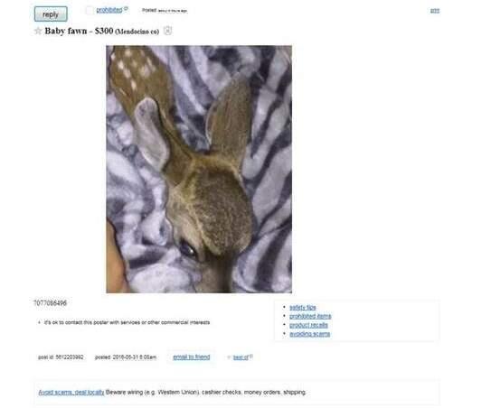 An ad on Craigslist in Mendocino County listed a fawn for sale.