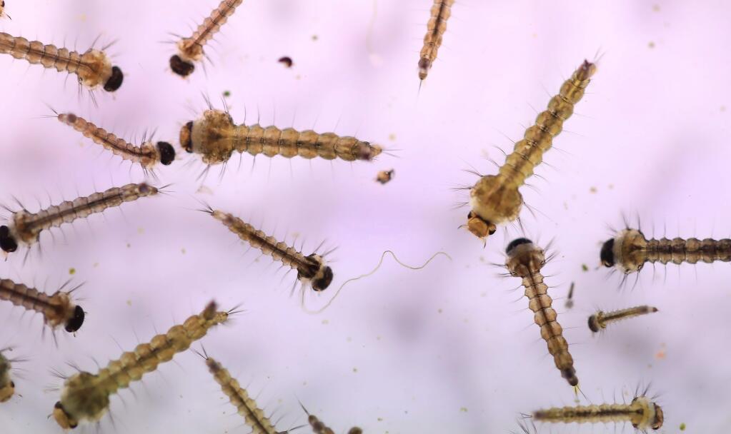 Live mosquito larvae at the Marin / Sonoma Mosquito and Vector Control District, Wednesday, May 8, 2019. (KENT PORTER/THE PRESS DEMOCRAT)