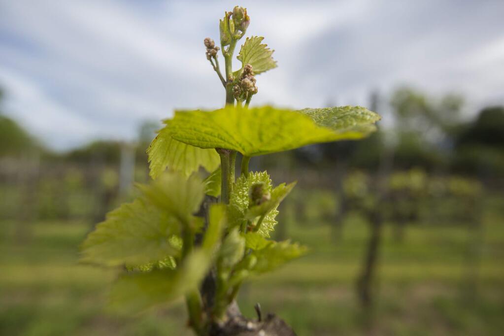 A healthy vine in the Leveroni Road vineyard. (Robbi Pengelly/Index-Tribune)