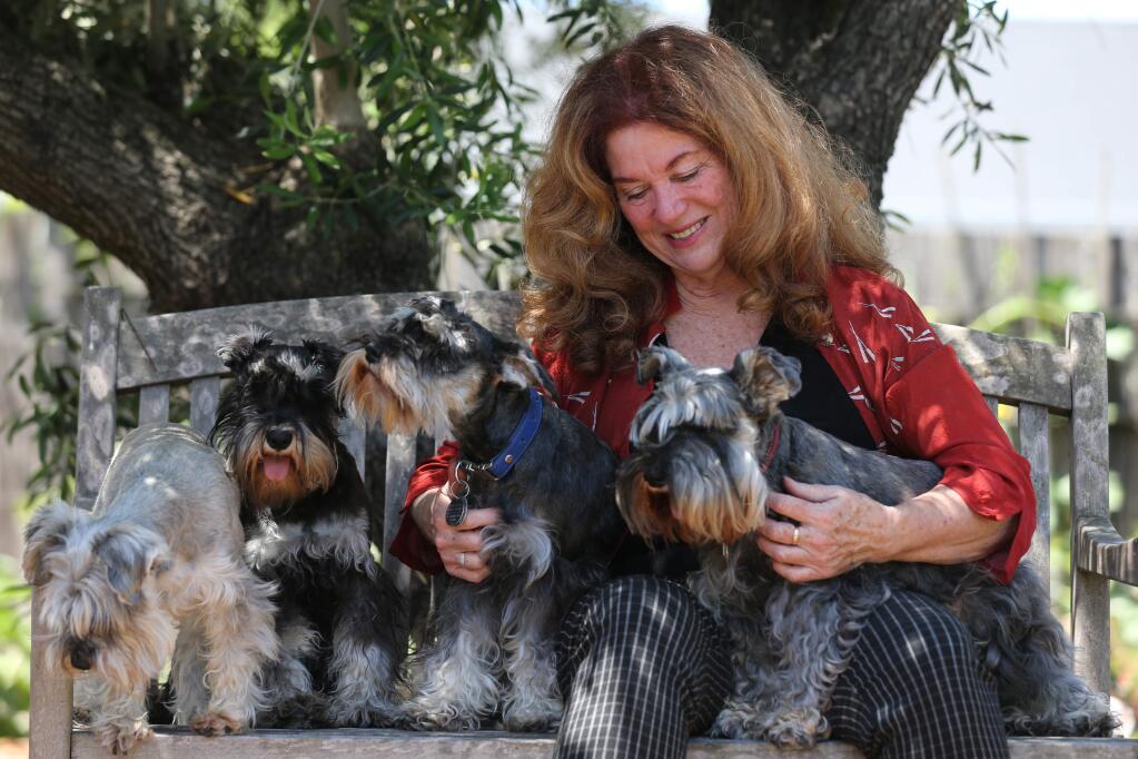 Denise Kramer sits with her four Miniature Schnauzers in her backyard in Petaluma, California on Thursday, May 7, 2020. (BETH SCHLANKER/ The Press Democrat)