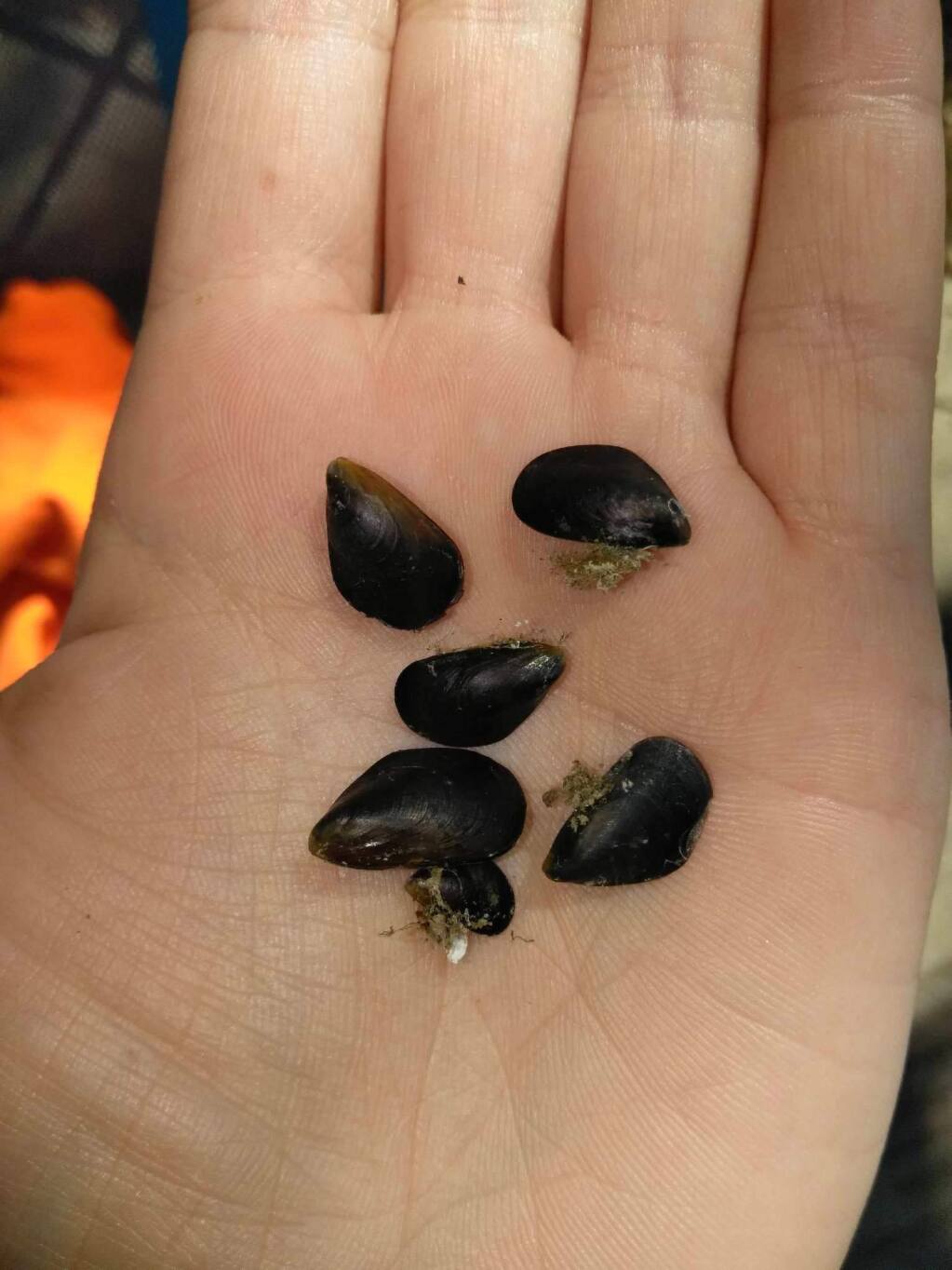 Invasive mussels found in a boat before it launched into Lake Mendocino. (Mussel Dogs)