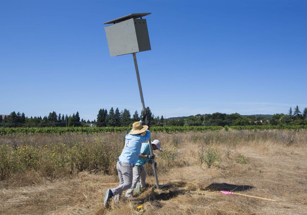 From left, Michael McGuire and Ian Davis hoist a barn owl box on Thursday, Aug. 8, in Sam Sebastian's vineyard, La Chertosa, between Arnold Drive and Watmaugh Road. Barn owls - silent, low-flying predators of the night - hunt mostly the rodents that can devastate the agricultural community. To help protect vineyard crops, five barn owl boxes were installed in the La Chertosa vineyard by the Barn Owl Maintenance Program (BOMP), under the aegis of Sonoma County Wildlife Rescue, (Photo by Robbi Pengelly/Index-Tribune)