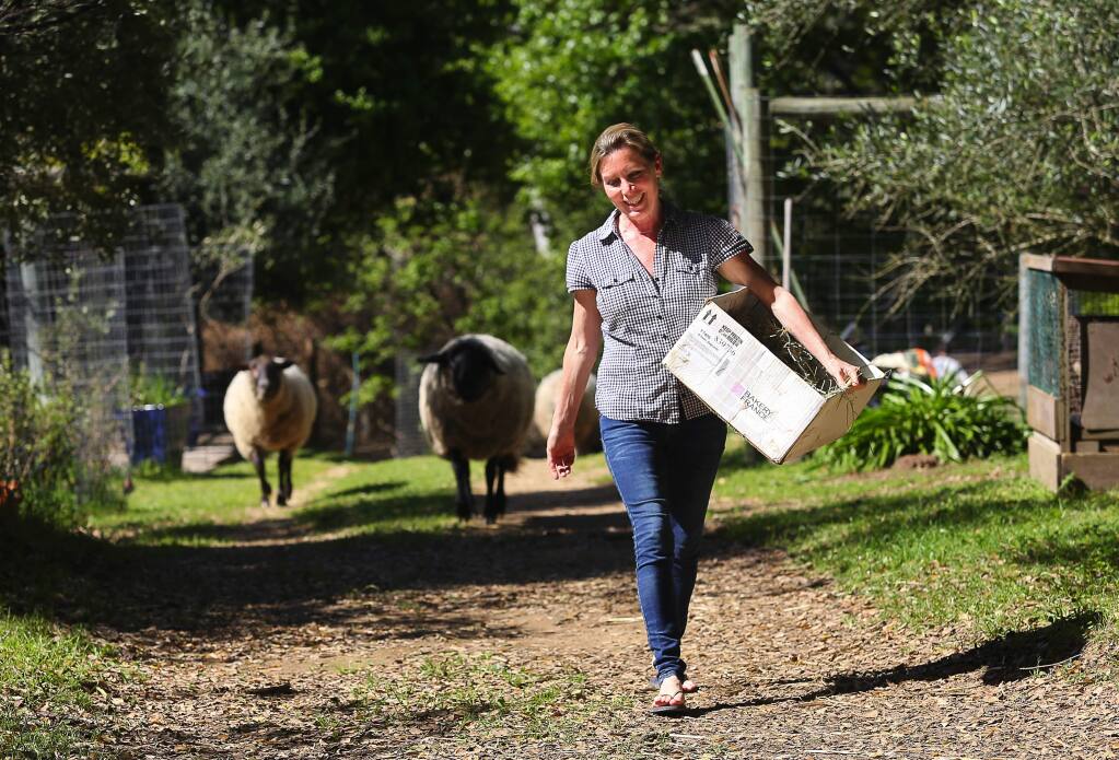 Jamuna Llewellyn carries feed for the sheep and miniature donkeys at her Sinkyone Sanctuary, near Forestville on Wednesday, March 29, 2017. (Christopher Chung/ The Press Democrat)