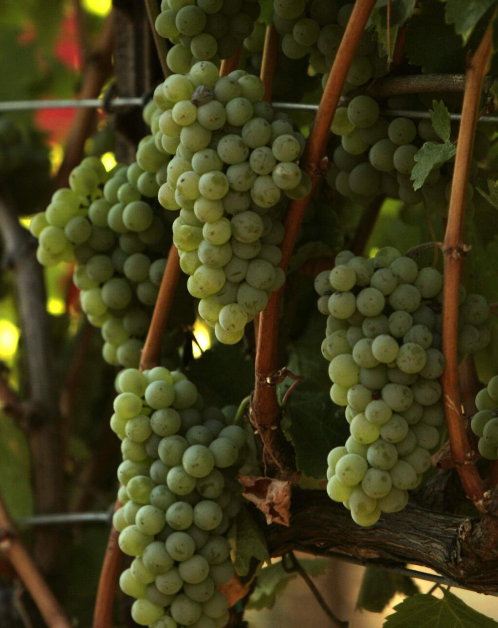 Grapevines use less water than most fruit trees and landscape plants and require about f gallons a week. They don’t need watering in winter. The best way to irrigate them is through a drip system. (Chad Surmick/The Press Democrat)
