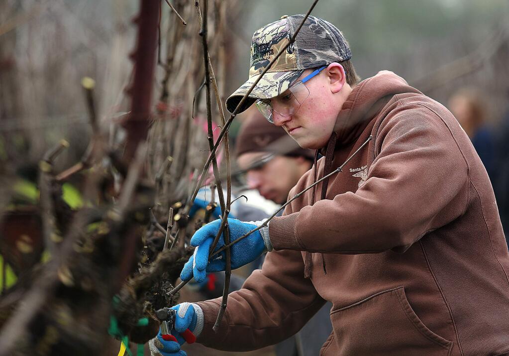 Robbie Bisordi of Santa Rosa concentrates on his cuts at the Saralee's Sonoma County Youth Pruning Contest at Shone Farm in 2015. (John Burgess/The Press Democrat)