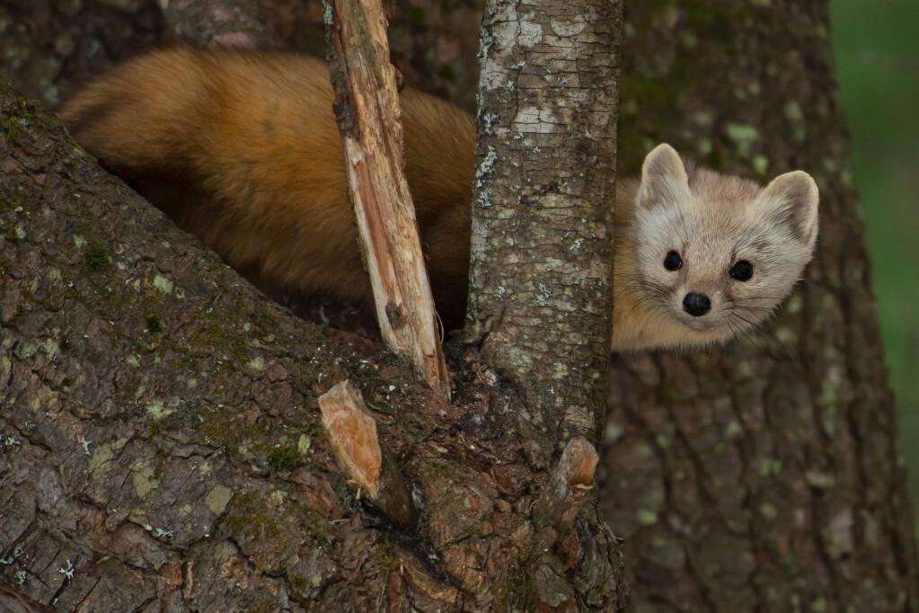 A Pine Marten,a close cousin to the rare Humboldt Marten, looks out from a tree in the Algonquin Provincial Park in Ontario, Canada. The Humboldt marten - a relative of minks and otters - faces the risk of extinction after decades of trapping and forest clearing, according to a report released Thursday by the state Department of Fish and Wildlife that recommends the animal be listed under the state's endangered species act.