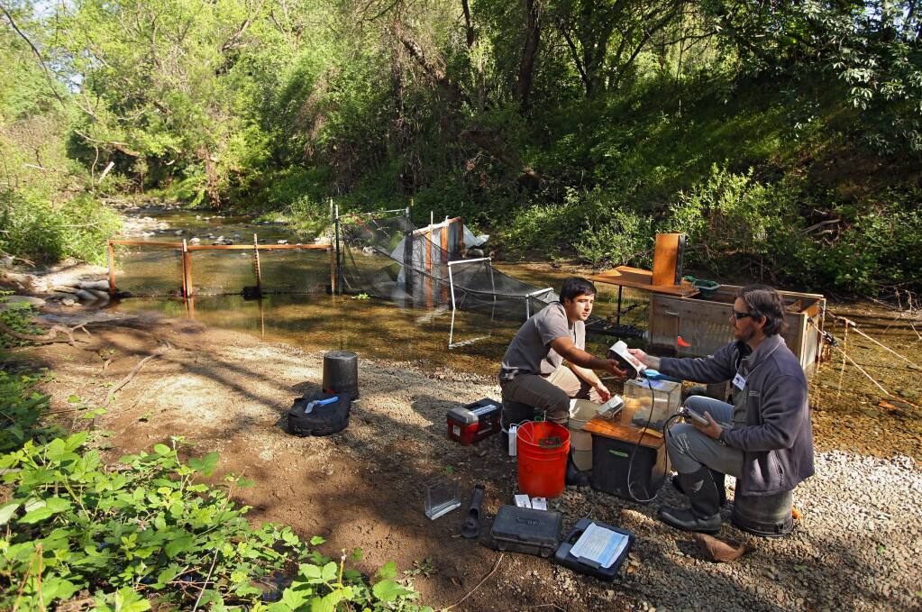 Fisheries biologist Nick Bauer, right, and lab technician Will Boucher, both with the University of California Cooperative Extension California Sea Grant, scan Coho Salmon smolt captured in a fish trap for data collection along Mill Creek, near Healdsburg on Tuesday, April 14, 2015. (Christopher Chung/ The Press Democrat)