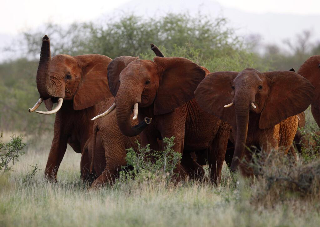 In this file photo taken Tuesday, March 9, 2010, elephants use their trunks to smell for possible danger in the Tsavo East national park, Kenya. (AP Photo/Karel Prinsloo, File)