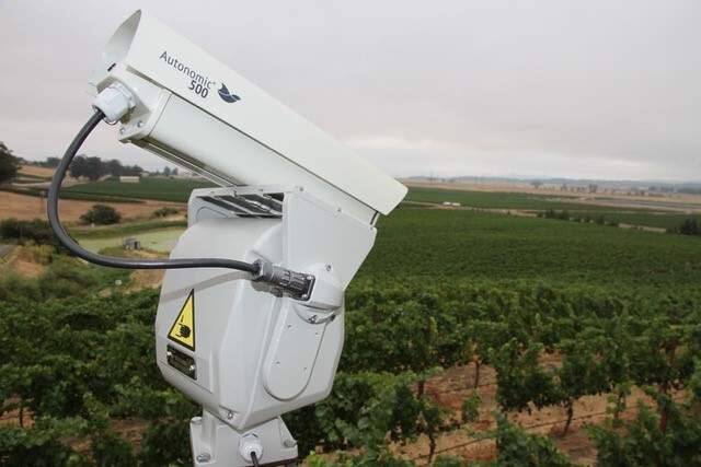 Griffin's Lair vineyard in the Petaluma Gap appellation of Sonoma County in 2017 installed four Bird Control Group Agrilaser Automatic lasers that use random motion of green tennis ball-sized lights to scare away birds that feast on ripe winegrapes just before harvest. (BIRD CONTROL GROUP)