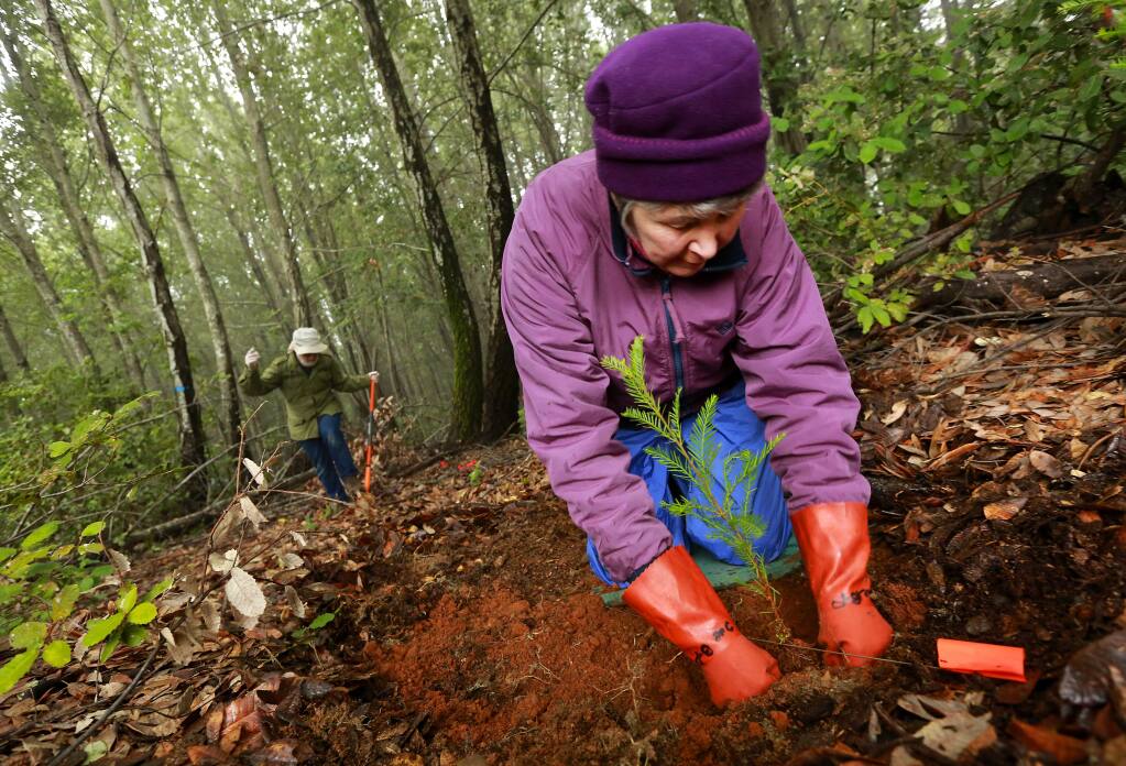 Sue Bates-Pintar packs in dirt around the redwood tree she planted in the forest west of Cazadero. In their 19th year, Forest Unlimited volunteers hope to plant 1,300 trees . (JOHN BURGESS / The Press Democrat)