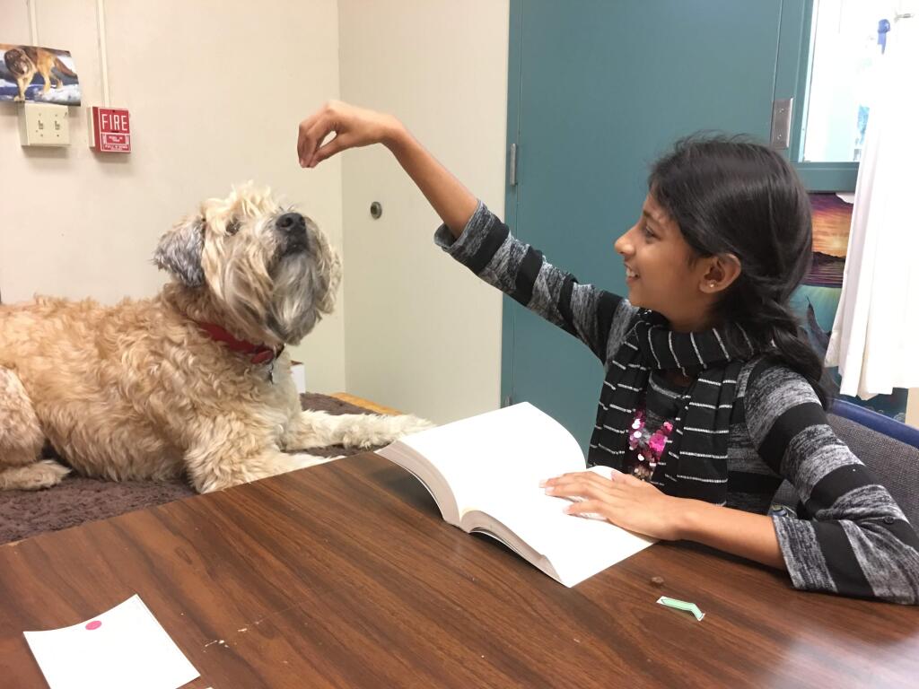 Maggie gets a treat after finishing up a session reading with a student in Bridget Paul's sixth grade English class. (LORNA SHERIDAN/INDEX-TRIBUNE)