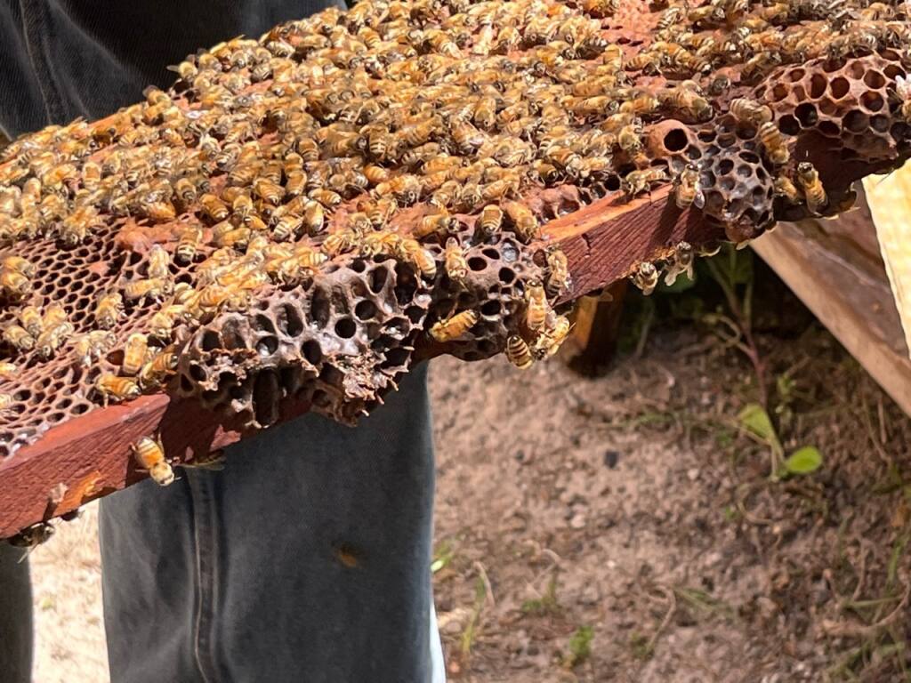 Honeybees are hard at work at the Fairmont Sonoma on April 3, 2022. (Susan Wood / North Bay Business Journal)