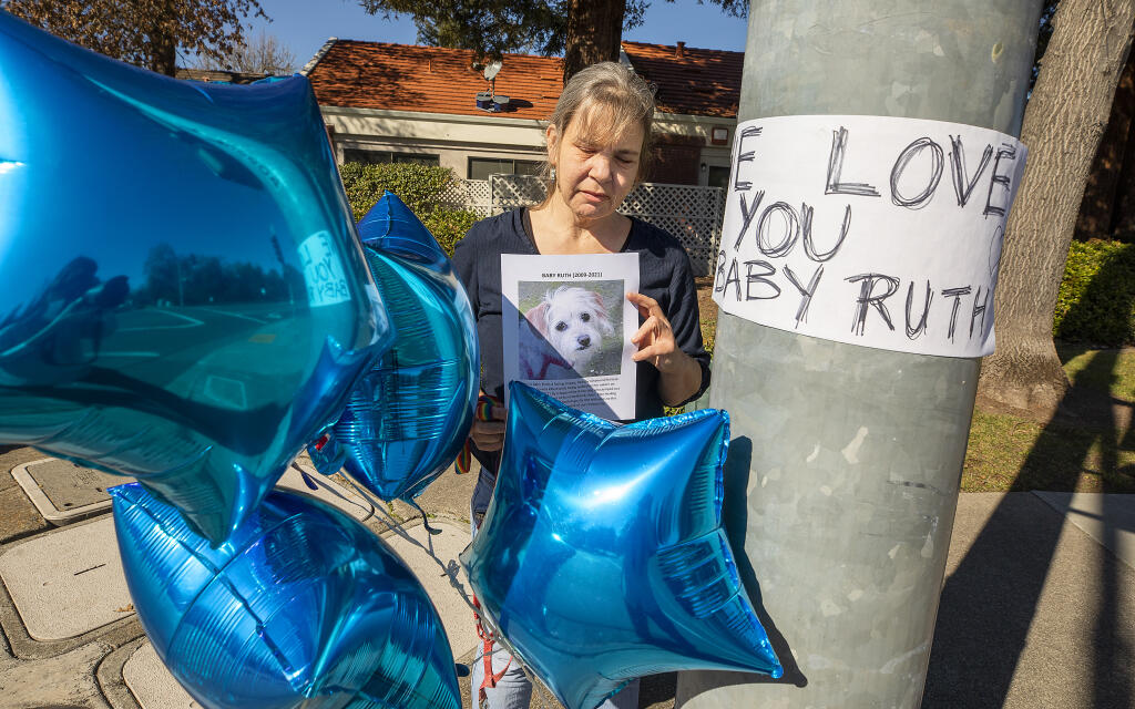 Susan Standen holds up a photo of her dog Baby Ruth, who was attacked and killed last Saturday by a pit bull that jumped from a car at the corner of Summerfield Road and Hoen Avenue in Santa Rosa. (John Burgess/The Press Democrat)