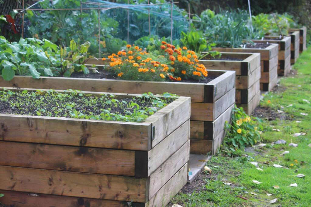 Raised beds help protect your precious garden from pests like pocket gophers and moles. Gazette file photo.