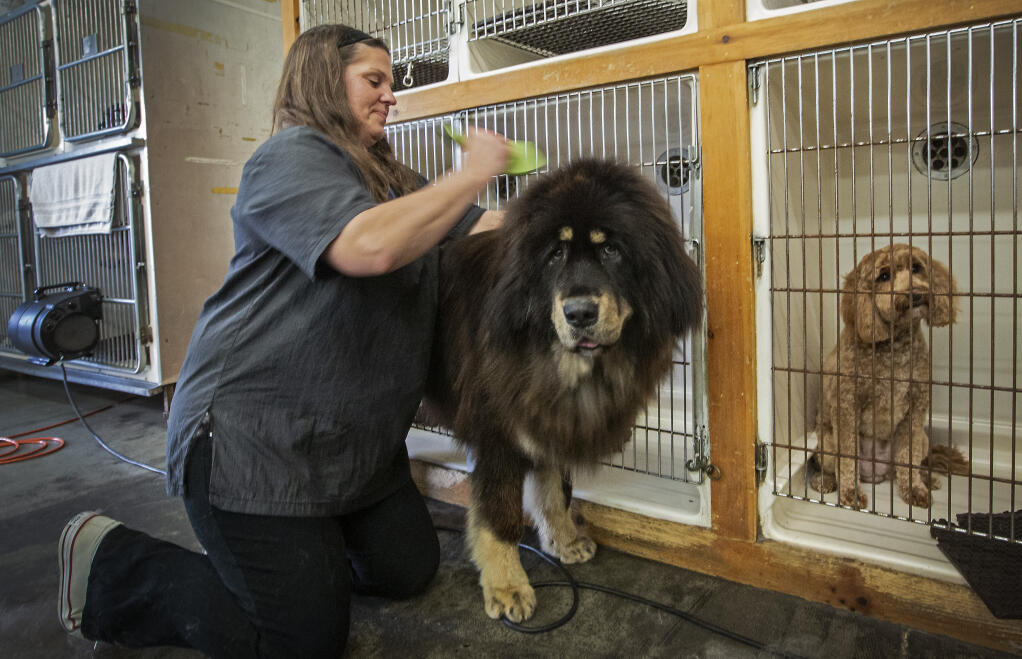 Groomer Kathy Hayden brushes out Rafa at My Pal Pet Supplies and Grooming on West Napa Street on Friday, May 5, 2023. Bathing, drying, and brushing out the thick-haired Tibetan Mastiff can easily take up to four hours. (Robbi Pengelly/Index-Tribune)