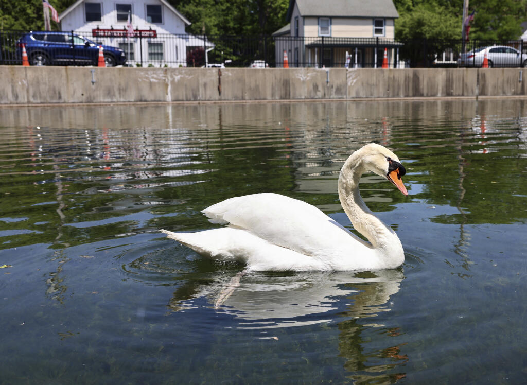 Manny, one of the beloved swans from the Manlius swan pond, swims in the pond alone without his mate, Faye, Tuesday, May 30, 2023 in Manlius, N.Y. The upstate New York village of Manlius mourning the loss of Faye, a swan who was stolen from the village pond along with her four cygnets. The cygnet, or baby swans, were recovered on Tuesday, but officials say the mama swan was eaten. (Katrina Tulloch/Syracuse Post-Standard via AP)