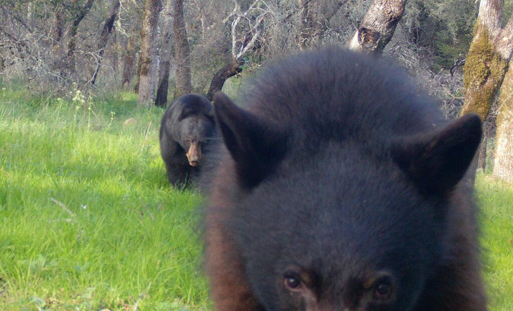A black bear sow and cub at Pepperwood Preserve in northeast Santa Rosa. (Pepperwood Foundation)