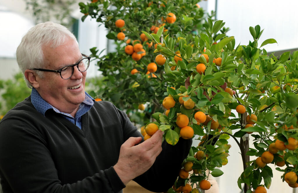 Scot Medbury, executive director, holds a Calamondin orange at the new exhibit "From East to Zest" in the greenhouse at Sonoma Botanical Garden, Monday, Jan. 9, 2023, in Glen Ellen.  (Darryl Bush/For The Press Democrat)