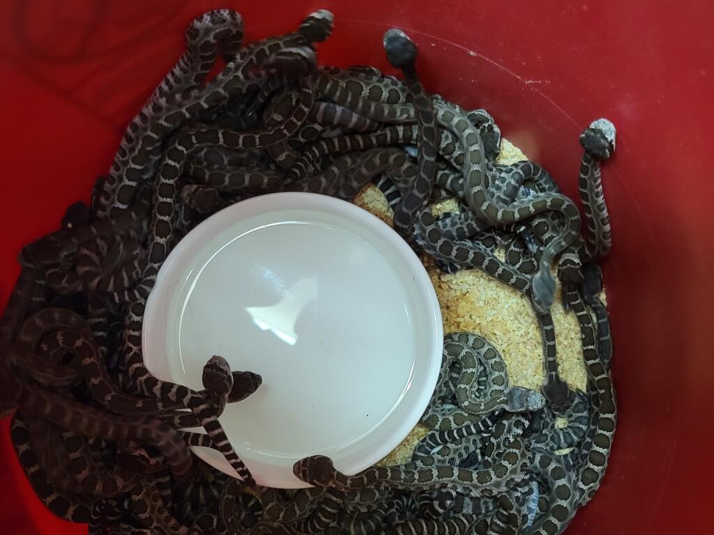 Sonoma County Reptile Rescue removed nearly a hundred snakes from a home in Santa Rosa on Saturday, Oct. 2, 2021. (Sonoma County Reptile Rescue / Facebook)