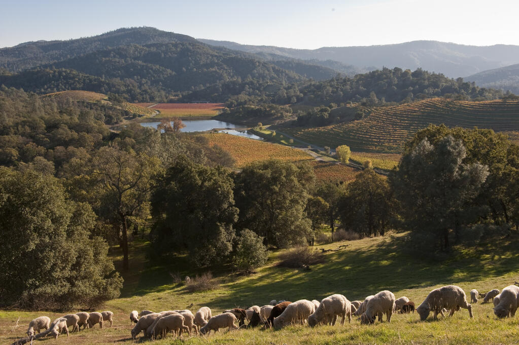 View of Somerston Wine Company's estate vineyard with sheep grazing on the 1,600-acre property in east Napa County on Nov. 16, 2009. (courtesy photo)