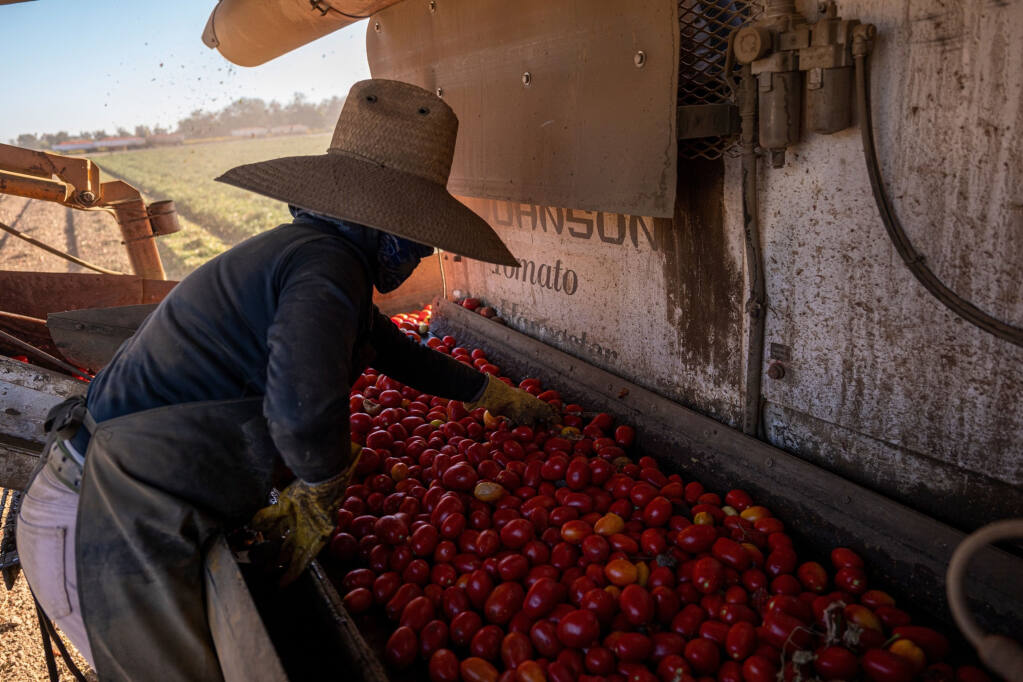 A worker sorts tomatoes being harvested in Winters, Calif., on Aug. 12, 2022. MUST CREDIT: Bloomberg photo by David Paul Morris.