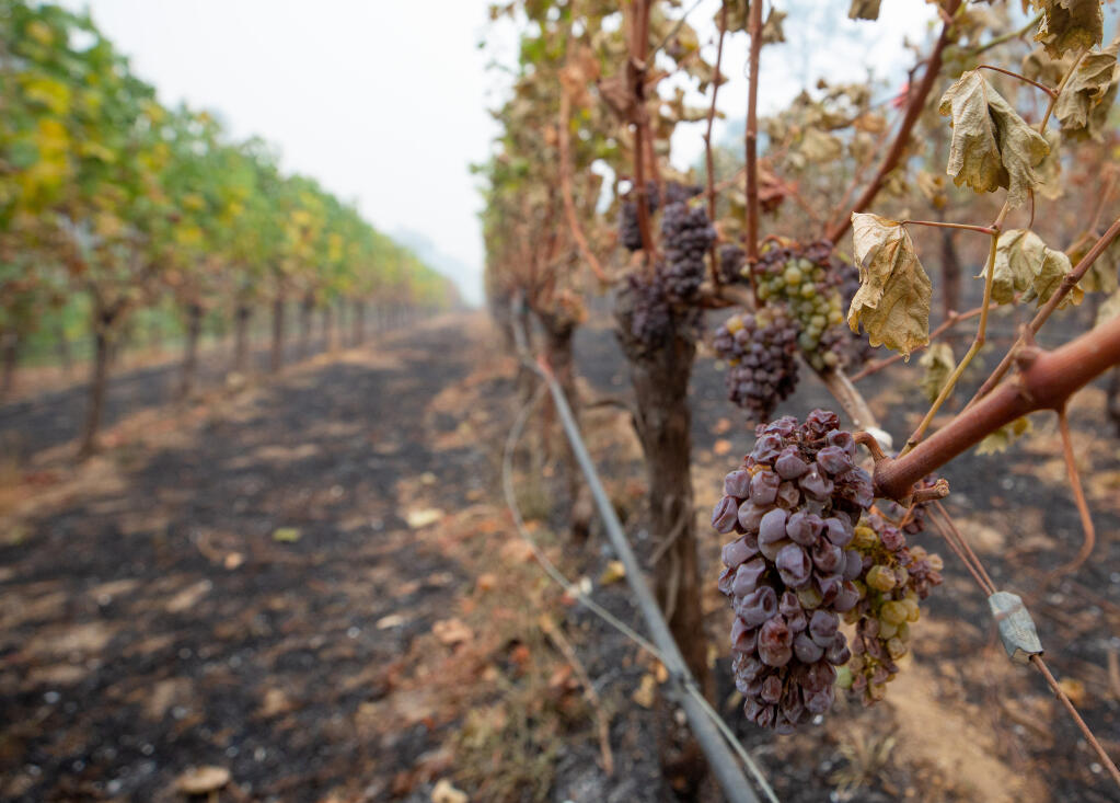 Grapes burned by the Glass Fire still hang from some of the vines at Spring Mountain Vineyards in St. Helena, California, on Friday, October 2, 2020. (Alvin A.H. Jornada / The Press Democrat)