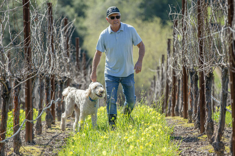 Jim Pratt, owner of Cornerstone Vineyard Management, who decided to stop using glyphosate a few years ago, walks the Sundawg Ridge vineyard along Green Valley Road in Sebastopol with his dog Tiny Tim Friday March 8, 2024. (Chad Surmick / The Press Democrat)