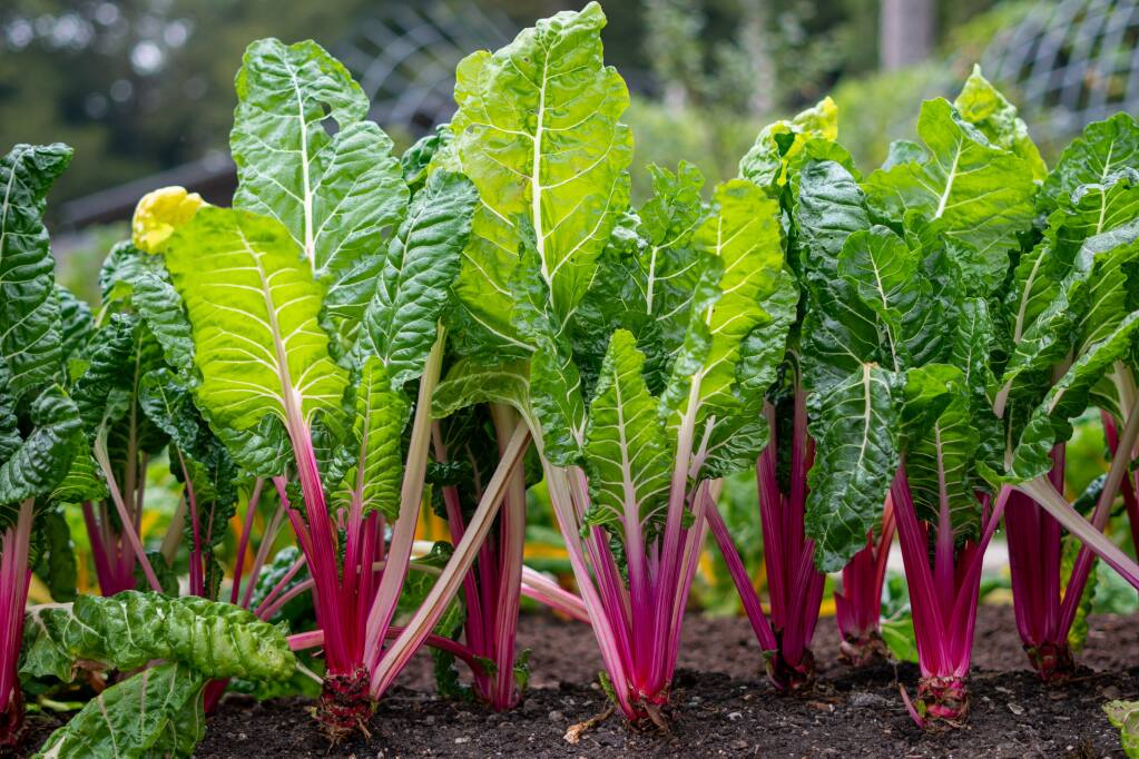 Don’t throw out the stems of chard. Instead, make them into Chard Stem Gratin. (Shutterstock)