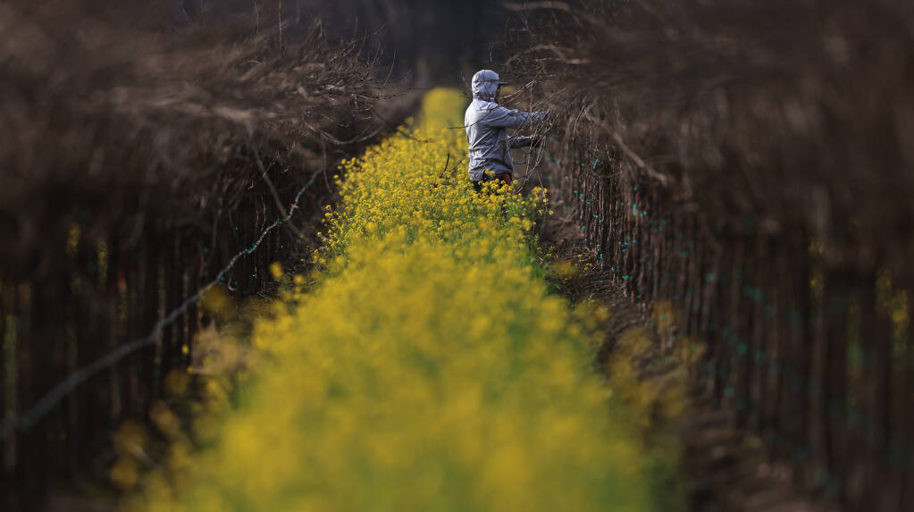 A farmworker prunes vines along Eastside Road near Windsor, Wednesday, Feb. 1, 2023. After a month of rain, some crews are resuming work in area vineyards. (Kent Porter/The Press Democrat)