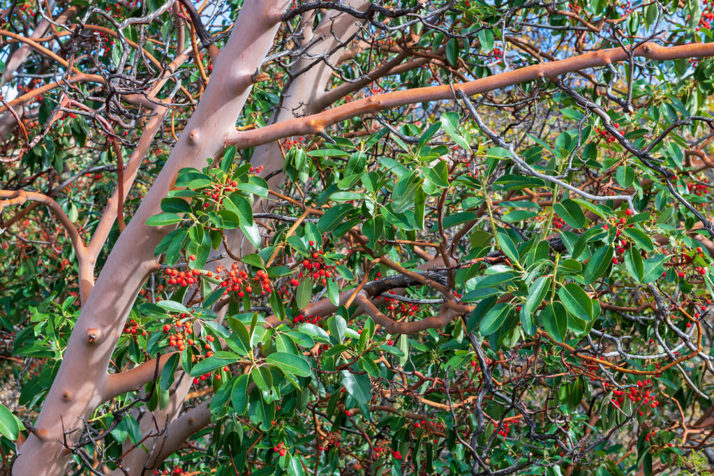 Branches and cherris of a madrone. Sonoma County’s tree ordinance ordinance provides protections to eleven specific species of trees, including madrone, big leaf maple, bay, redwood and seven varieties of oak. David Reinhold photo.
