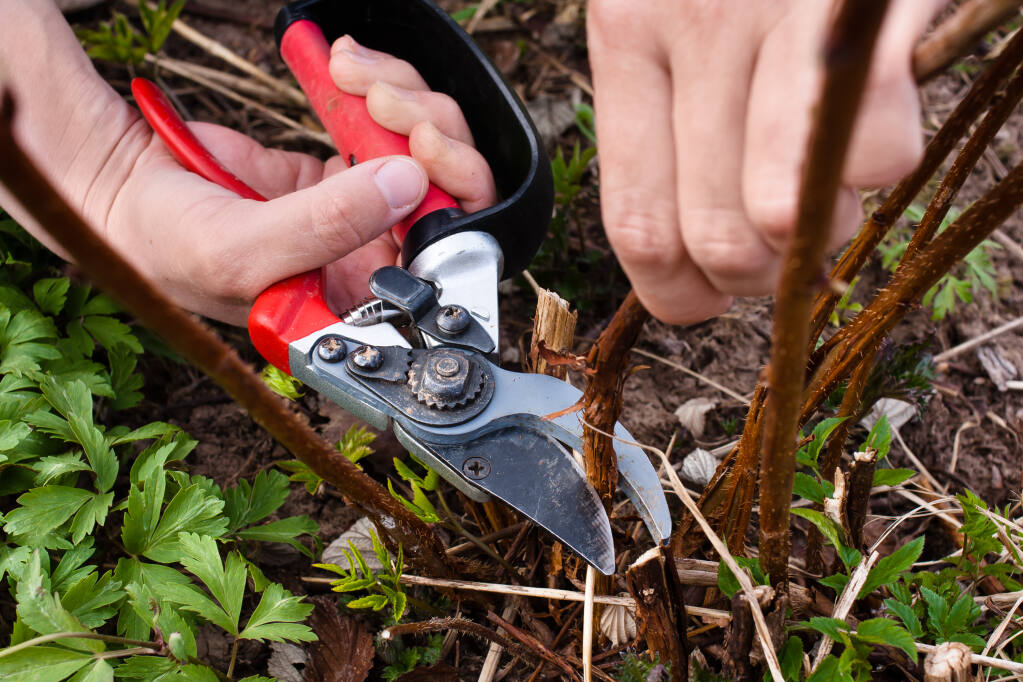 Keep garden tools sharp and in shape with careful cleaning and care. (rodimov/Shutterstock)