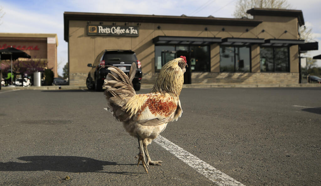 A rooster wanders through the Peet's Coffee and Tea parking lot next to Walgreens in Cotati, Saturday, April 3, 2021. A plan to relocate some of the fowl has some neighbors happy, while others want them to stay. (Kent Porter / The Press Democrat) 2021