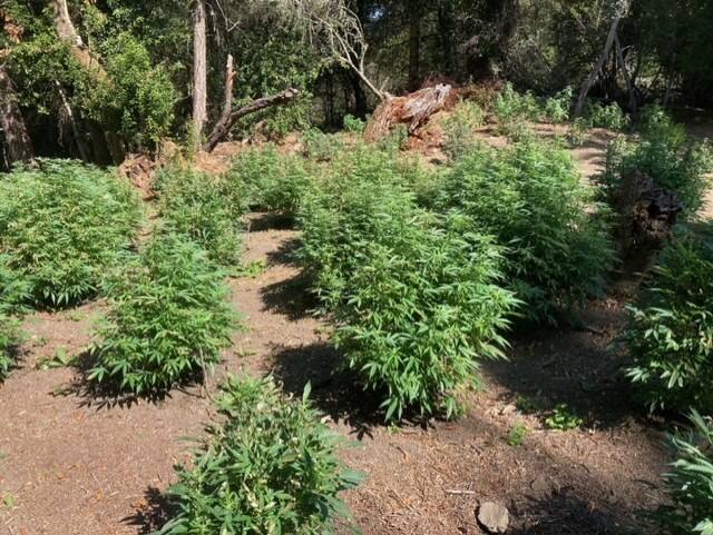 This bust of an illegal cannabis farm in Sonoma Coast State Park last month netted 1,500 plants. (Doug Johnson photo)