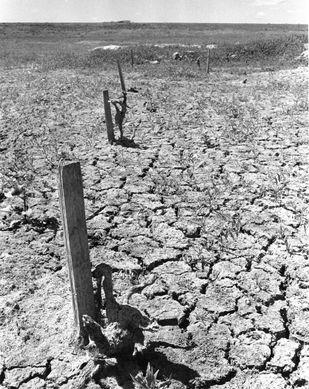 A photo of the dried lake bed of Lake Mendocino during the 1977 drought looks eerily similar this year’s drought. Lake Mendocino and Lake Sonoma currently provide drinking water to 600,000 people and are at lowest levels ever for this time of year. (The Press Democrat)