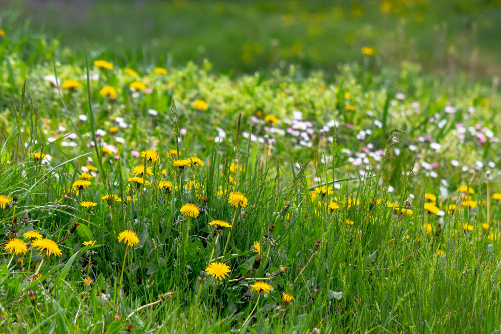 You can control weeds without chemicals. (Mike Pellinni/ Shutterstock)